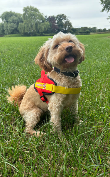 Julius K9 - Paw Patrol harness review